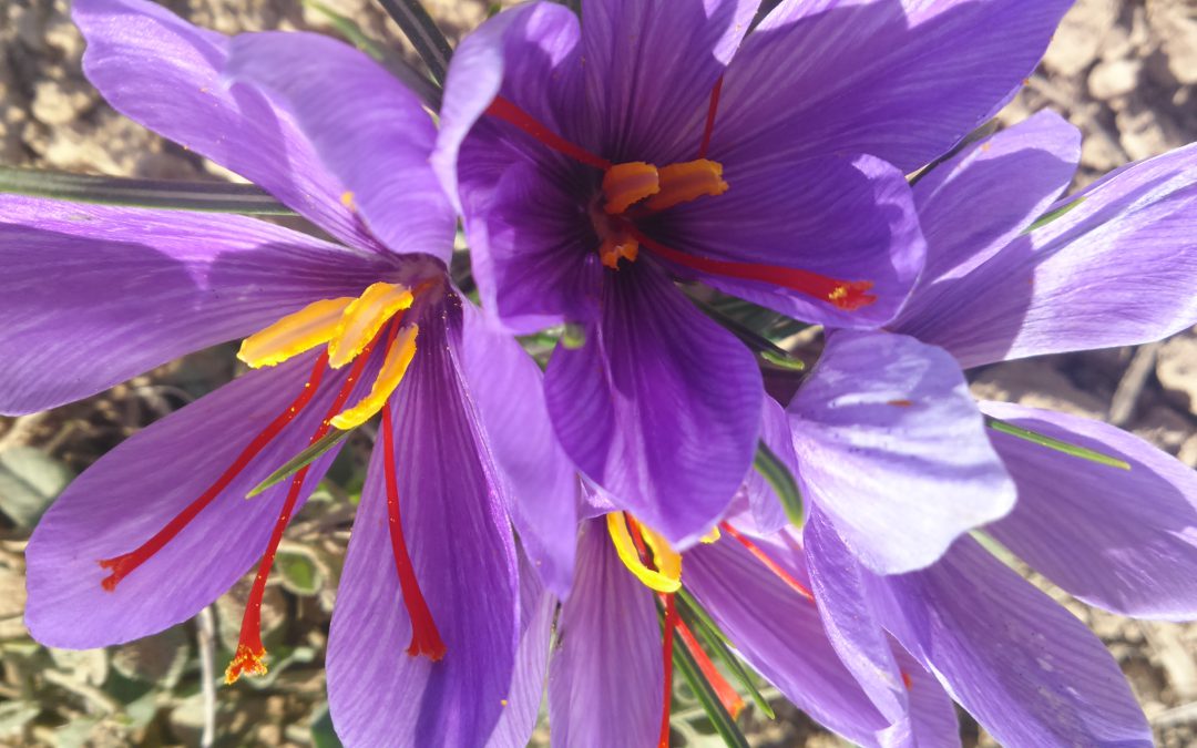 D.O Saffron Of la Mancha