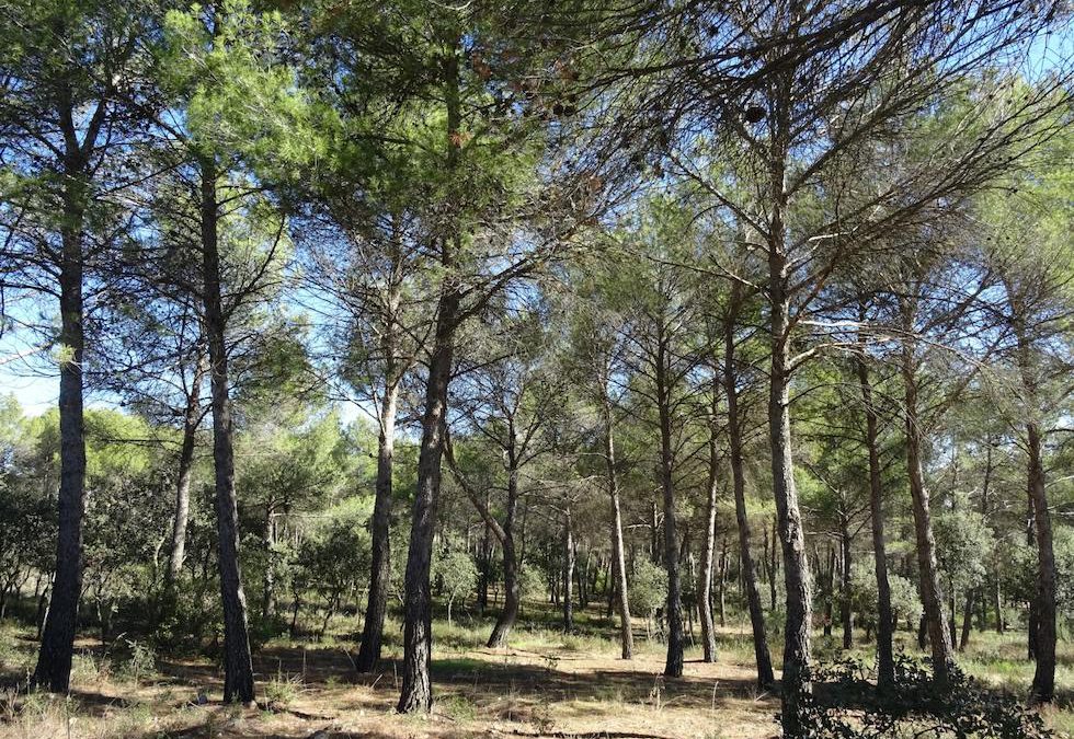 Parque Forestal La Atalaya