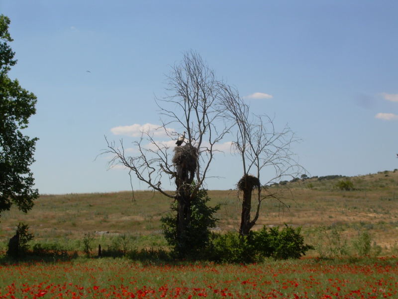 Ciudad Real – Cigüeñas – Alarcos