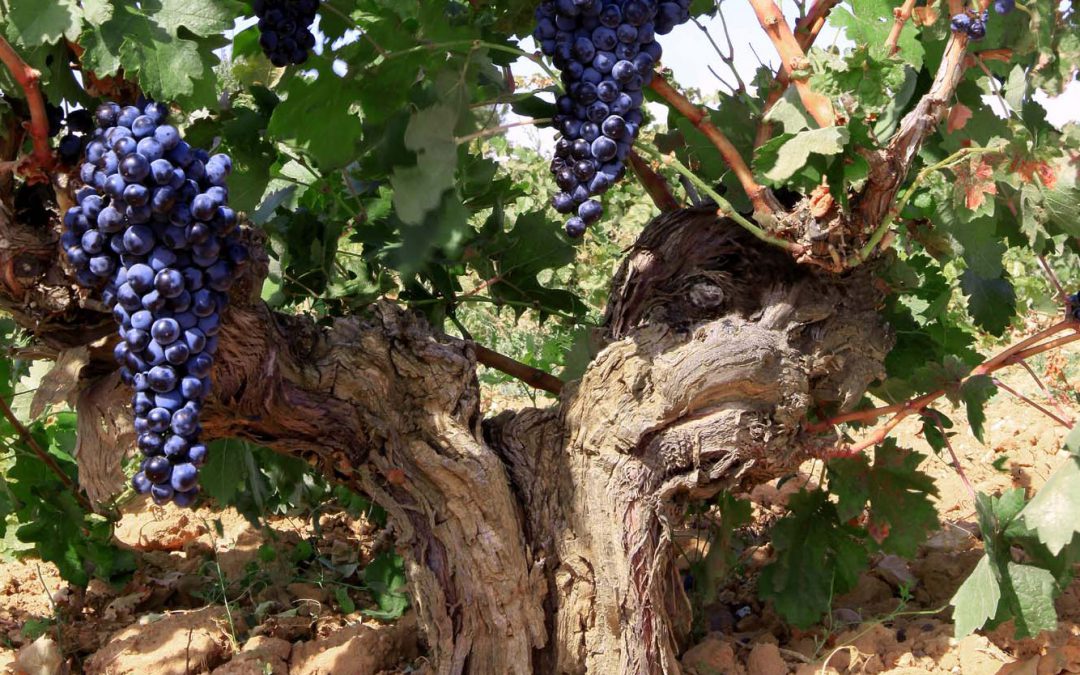 Wines